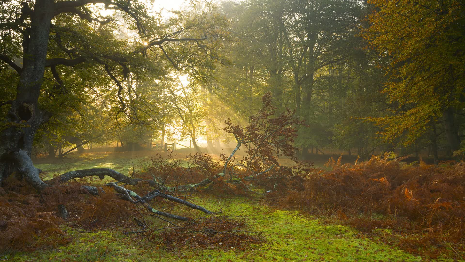 2026年NBA全明星票王：詹姆斯又第一了？，16年nba全明星票王